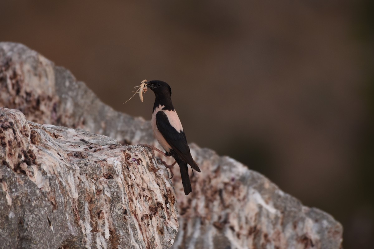Rosy Starling - ML135046661