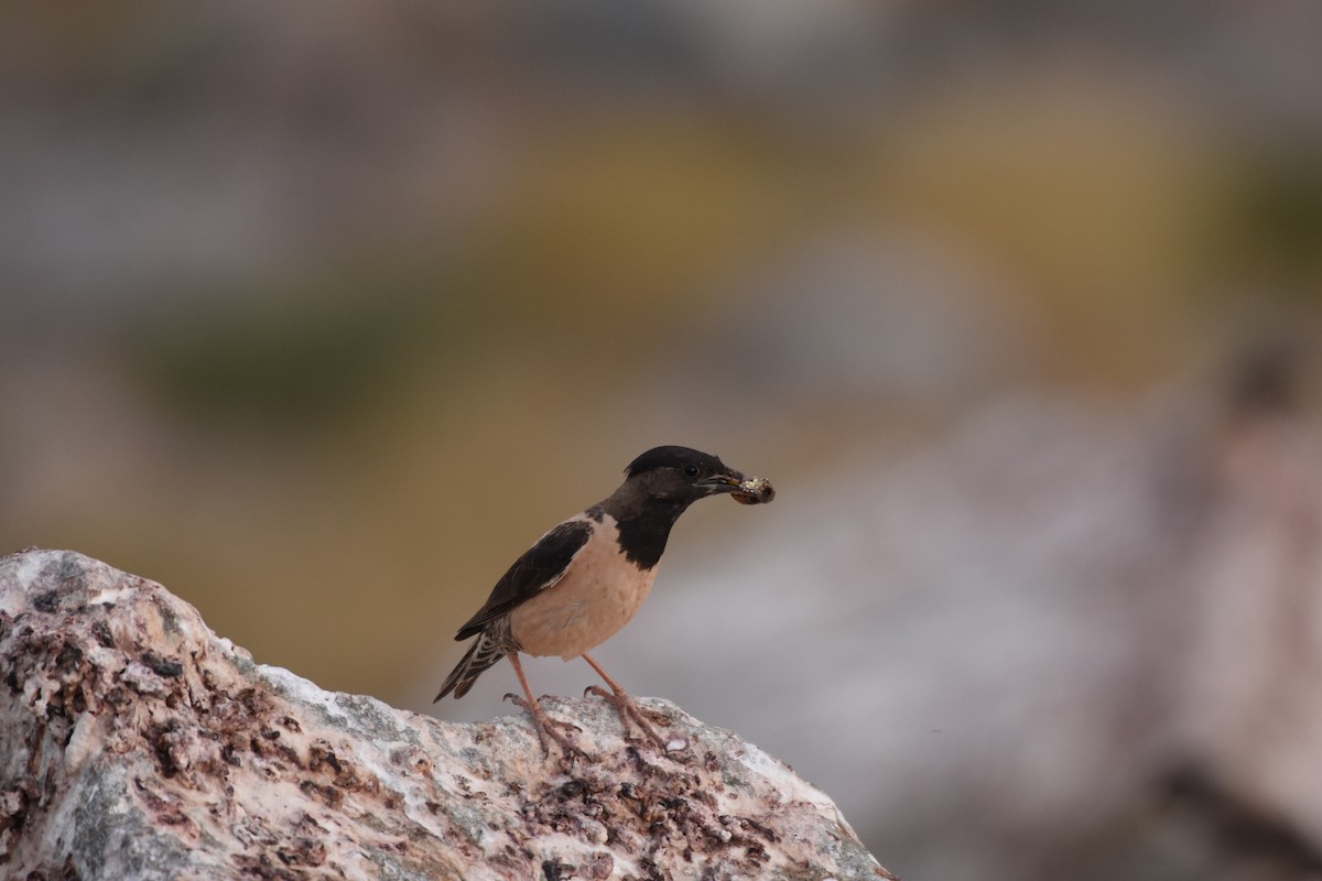 Rosy Starling - ML135046701