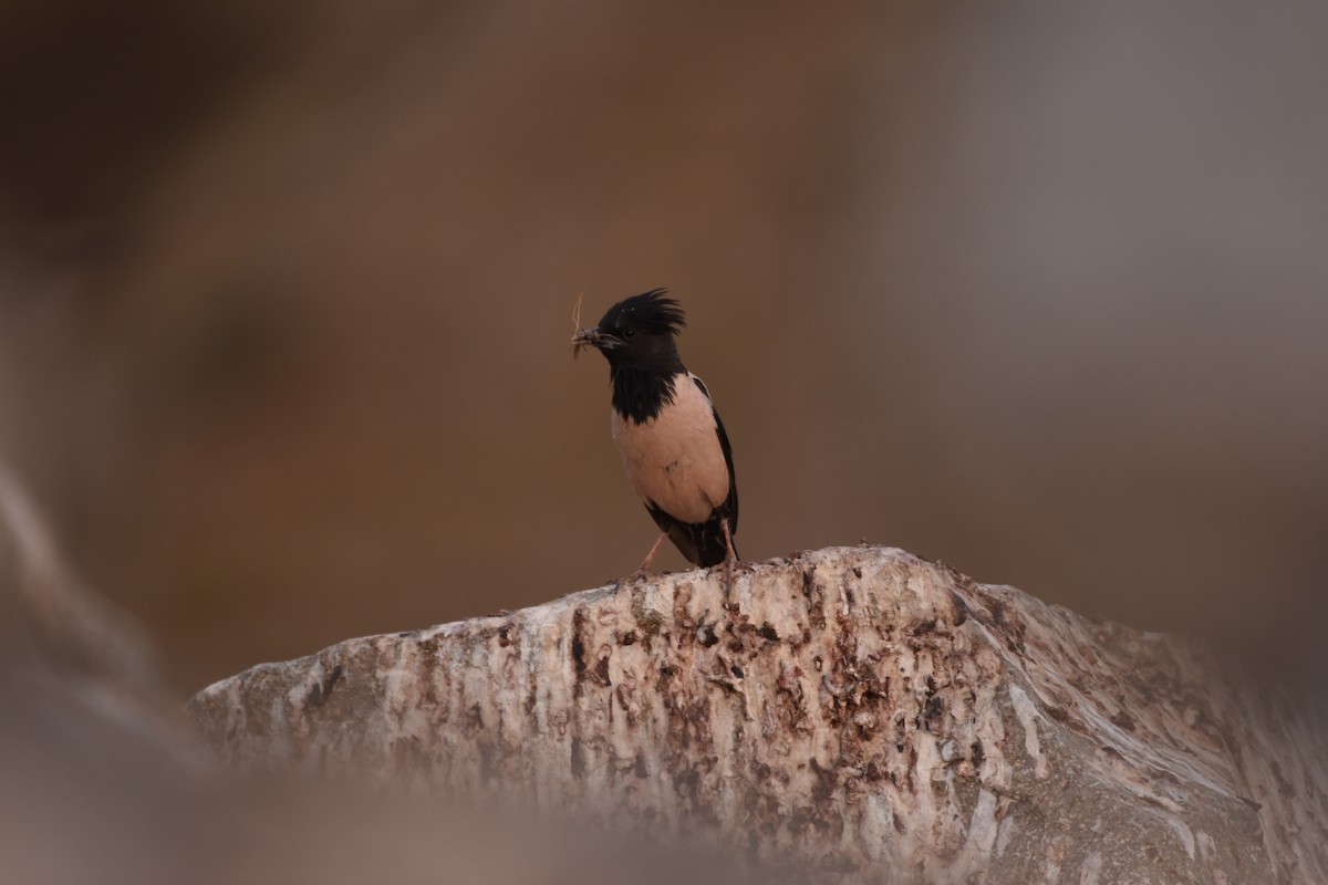 Rosy Starling - ML135046721