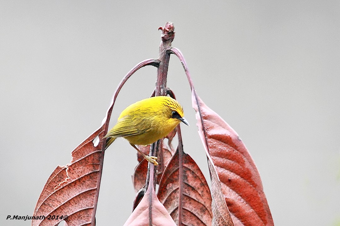 Golden Babbler - ML135047041