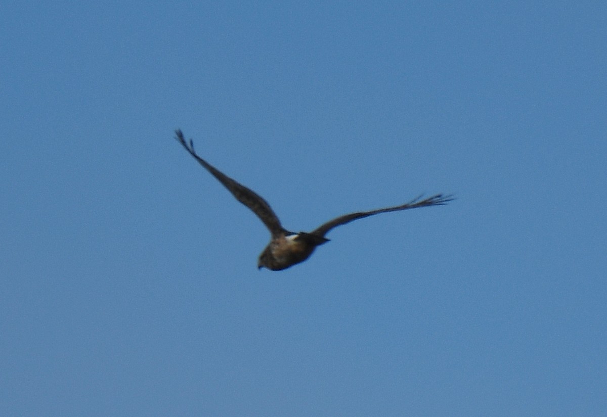 Northern Harrier - ML135047221