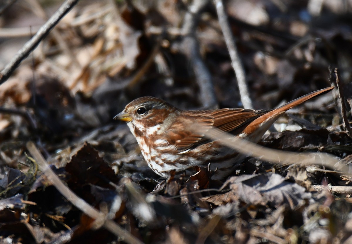 Fox Sparrow - Sherry Burnett