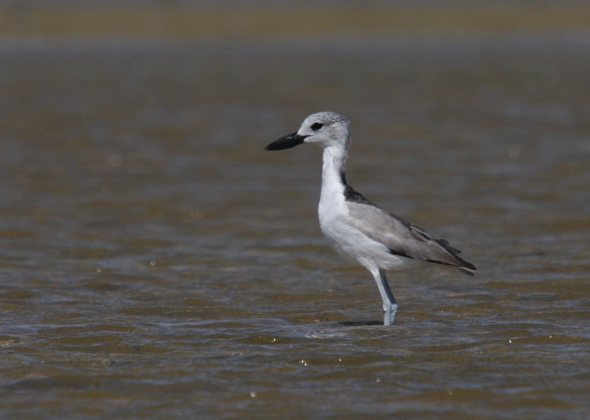 Crab-Plover - ML135048621