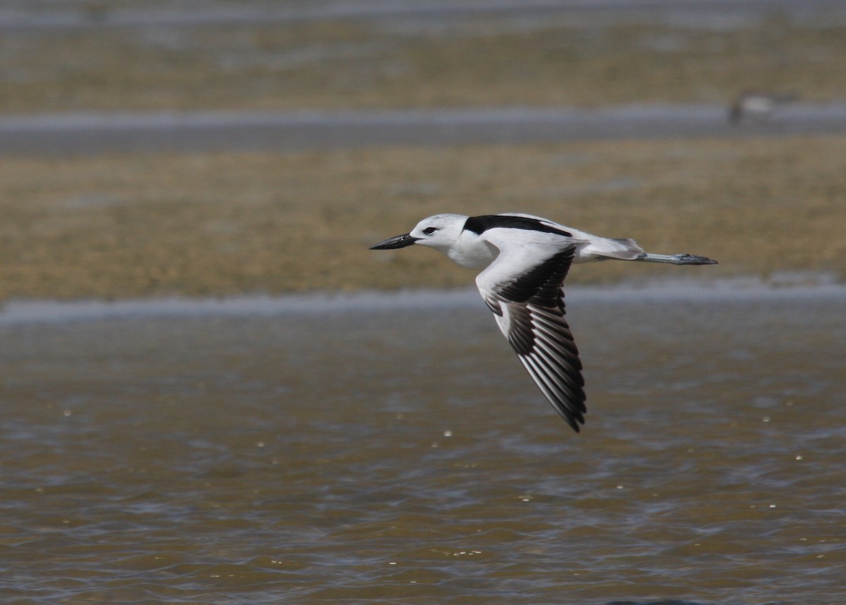 Crab-Plover - ML135048631