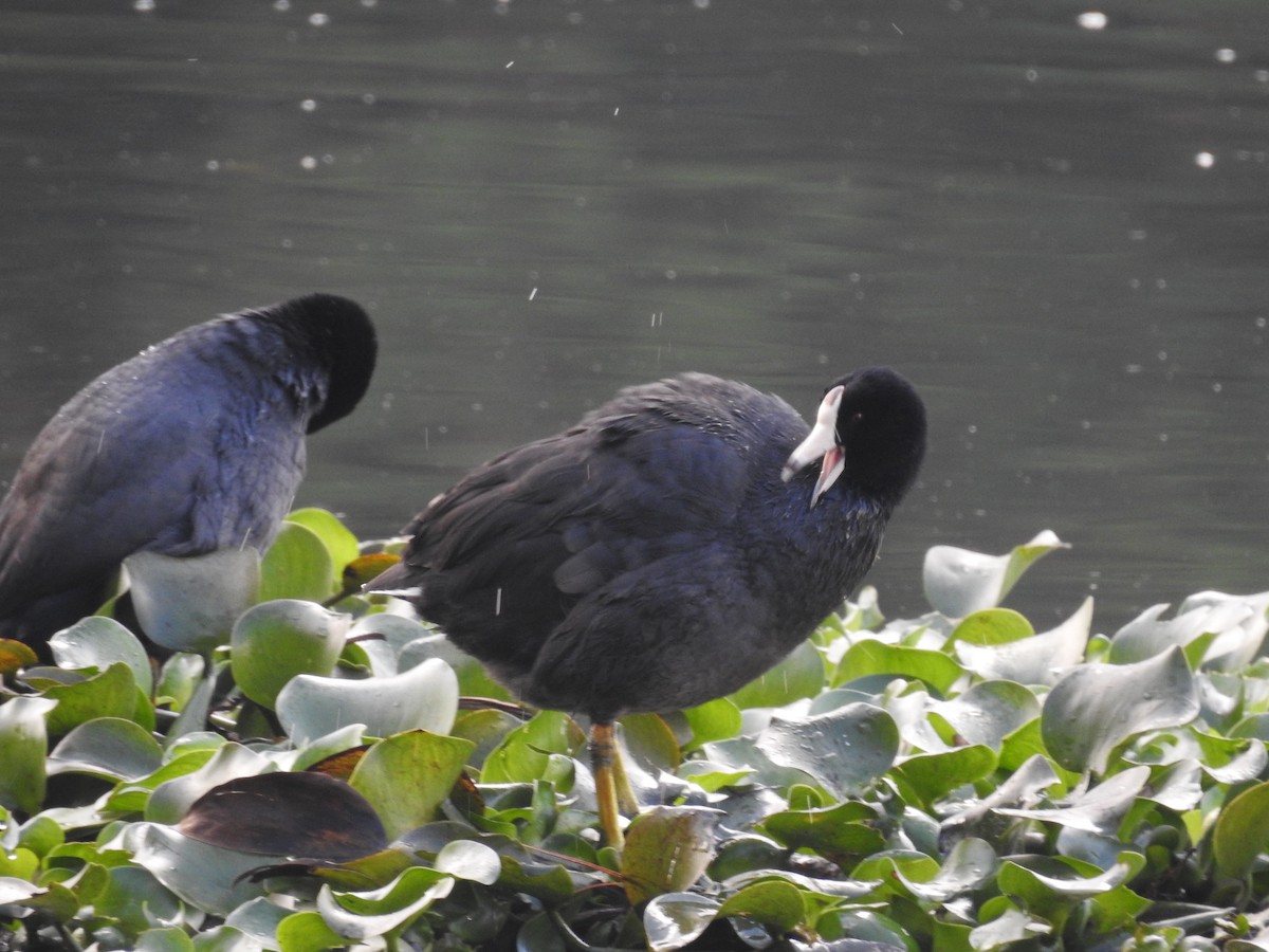 American Coot - ML135049141