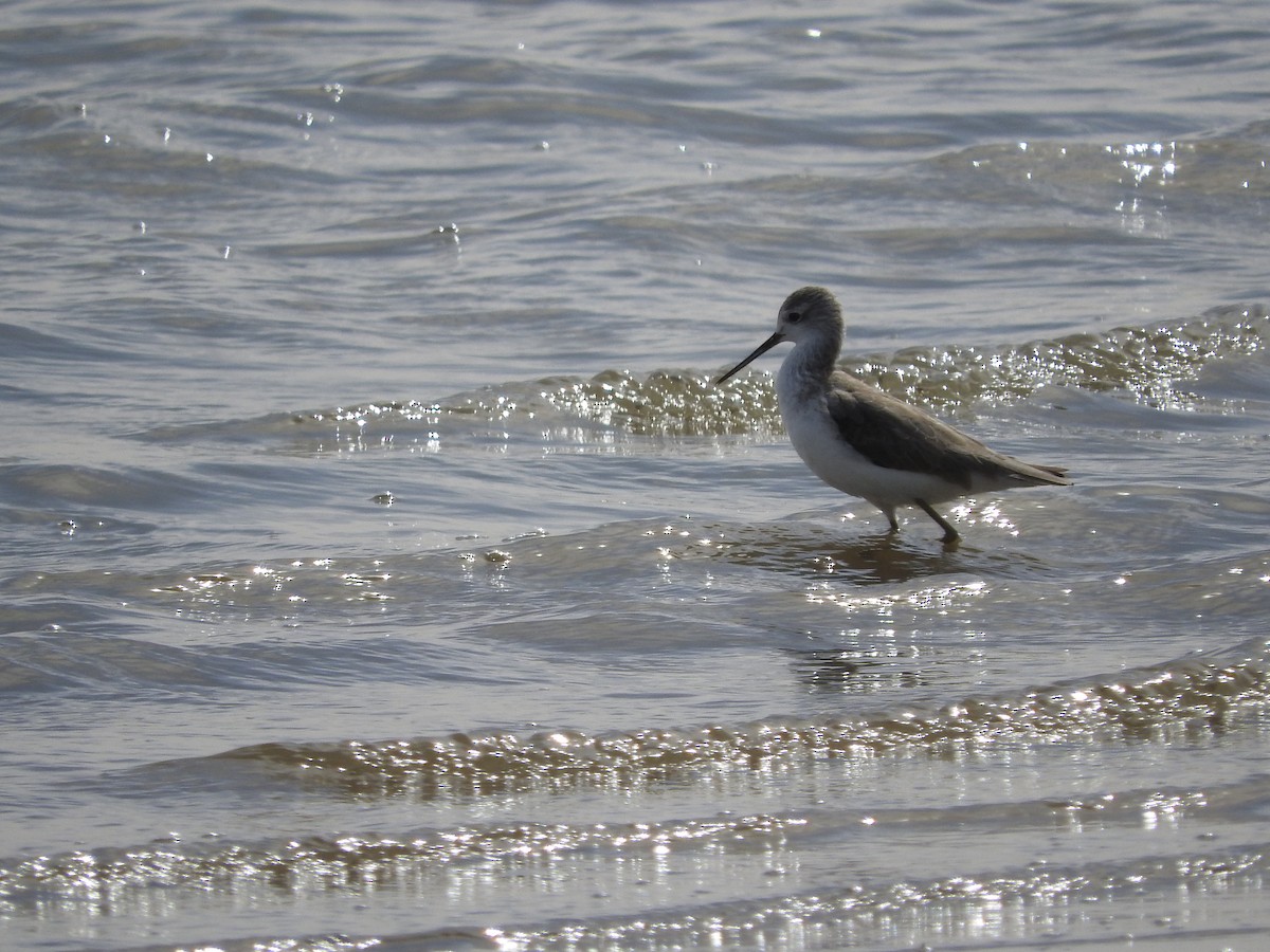 Teichwasserläufer - ML135049201