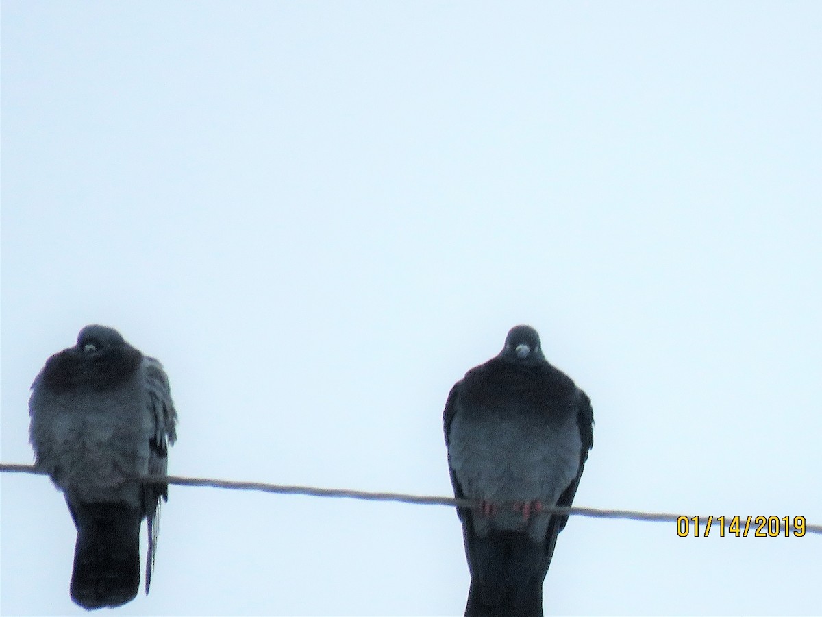 Rock Pigeon (Feral Pigeon) - ML135049661