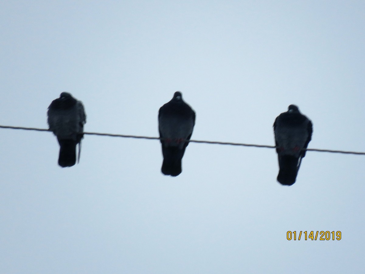 Rock Pigeon (Feral Pigeon) - ML135049671