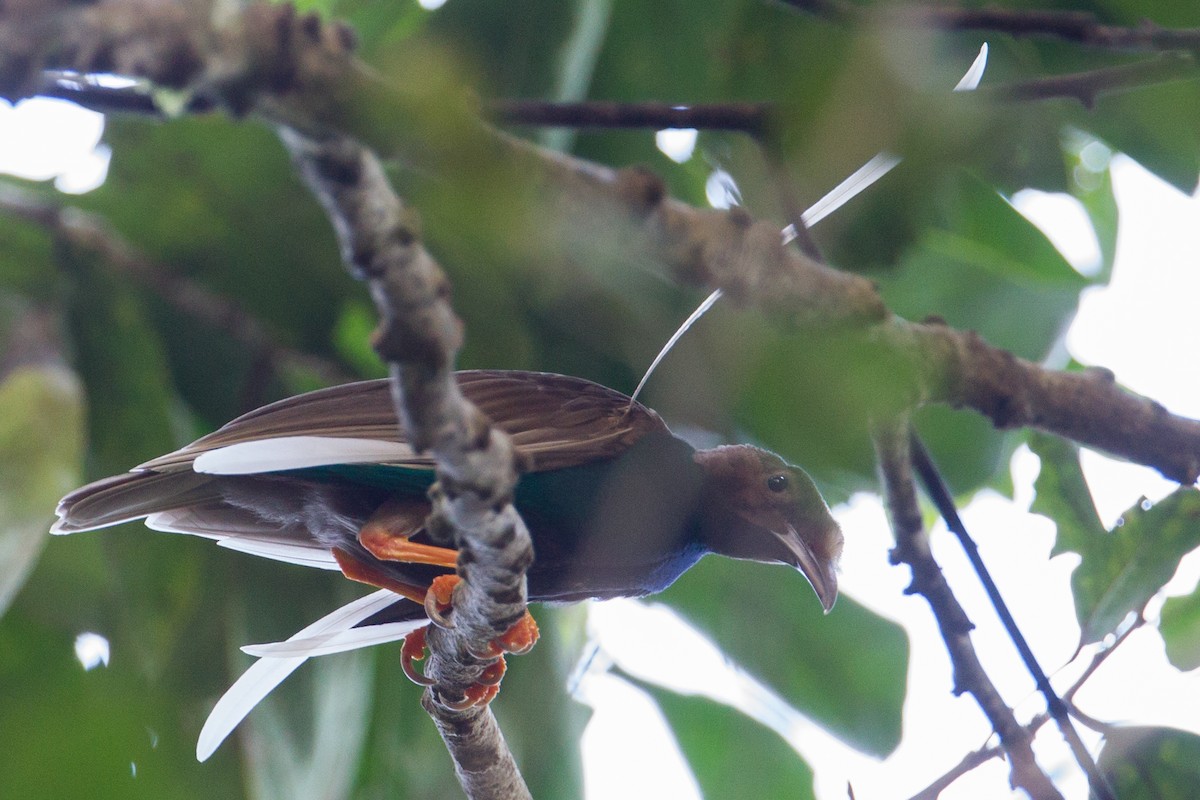 Standardwing Bird-of-Paradise - ML135050261