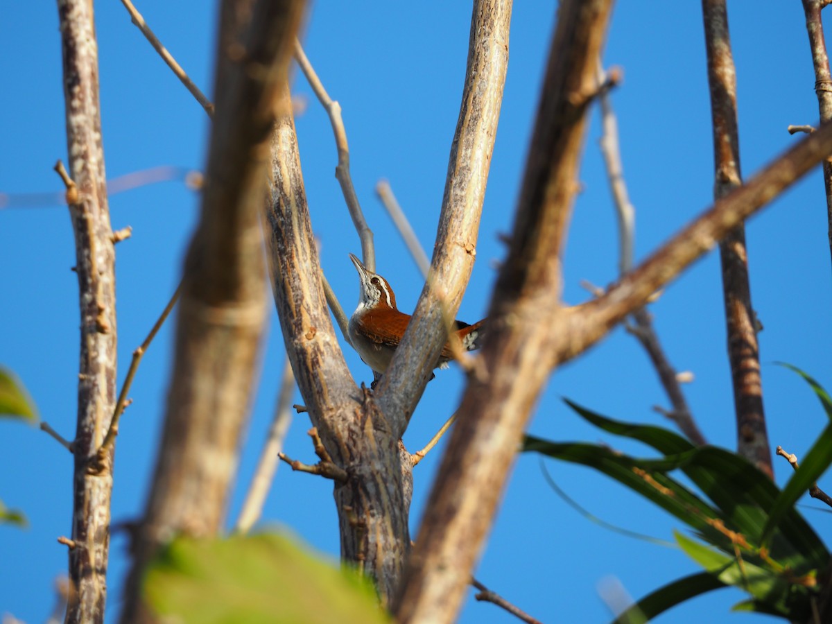 Rufous-and-white Wren - ML135050931