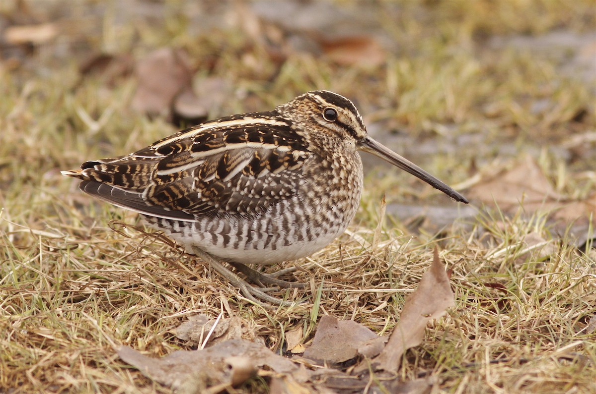 bekasina severoamerická - ML135051301