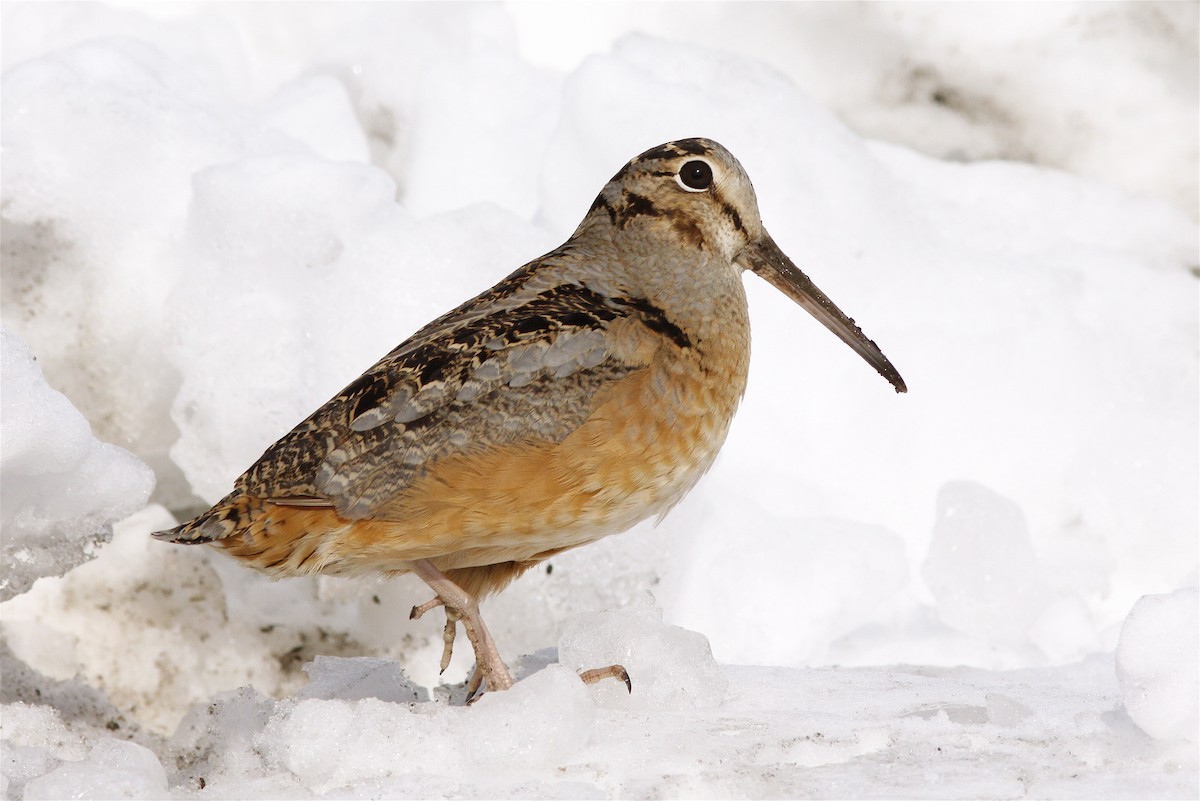 American Woodcock - ML135051871