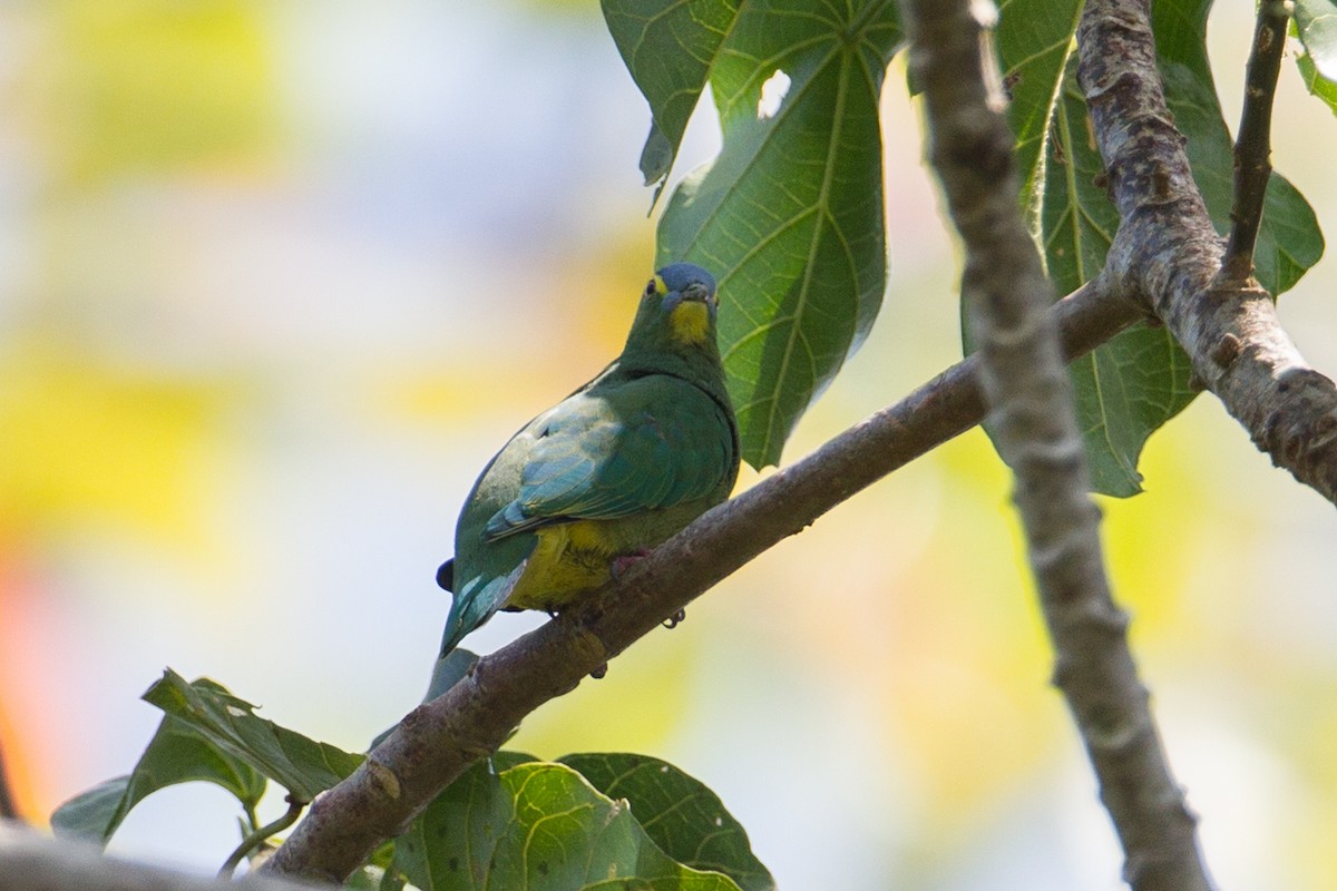 Blue-capped Fruit-Dove - ML135054861