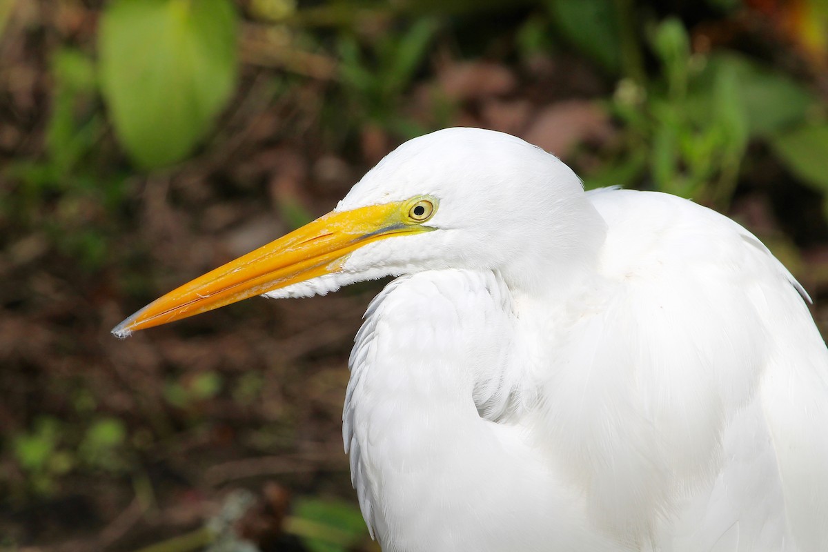 Great Egret (American) - Greg Lawrence