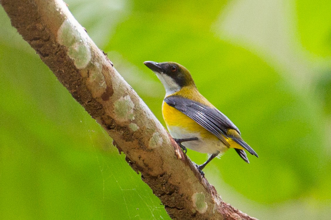 Yellow-sided Flowerpecker - Christoph Moning