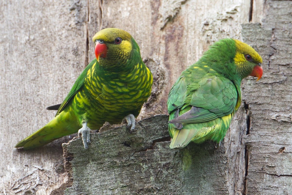 Yellow-cheeked Lorikeet - Christoph Moning