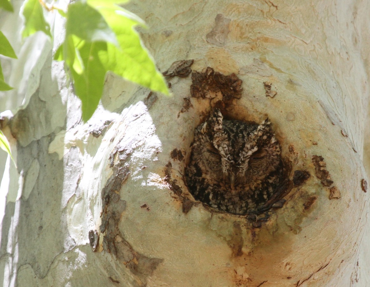 Whiskered Screech-Owl - Matthew Grube