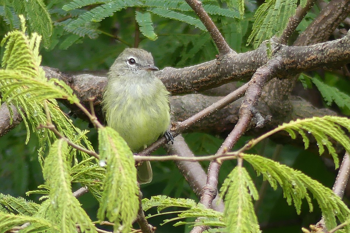 Greenish Elaenia - Jorge  Quiroga