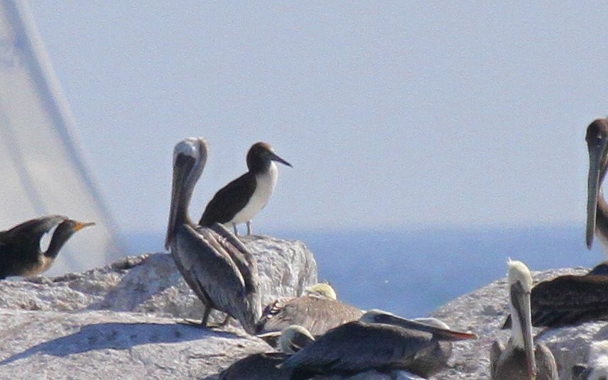 Blue-footed Booby - ML135057921