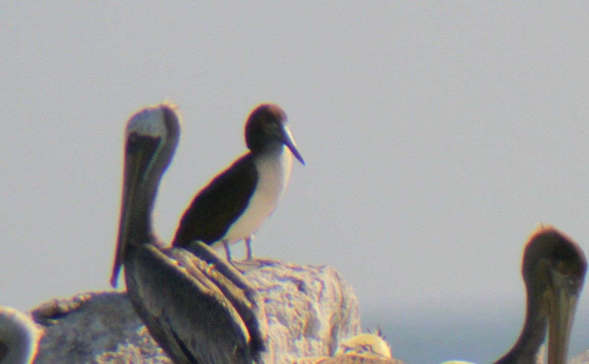 Blue-footed Booby - ML135057931