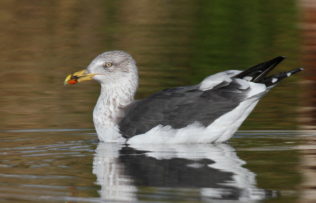 Lesser Black-backed Gull - Matthew Grube