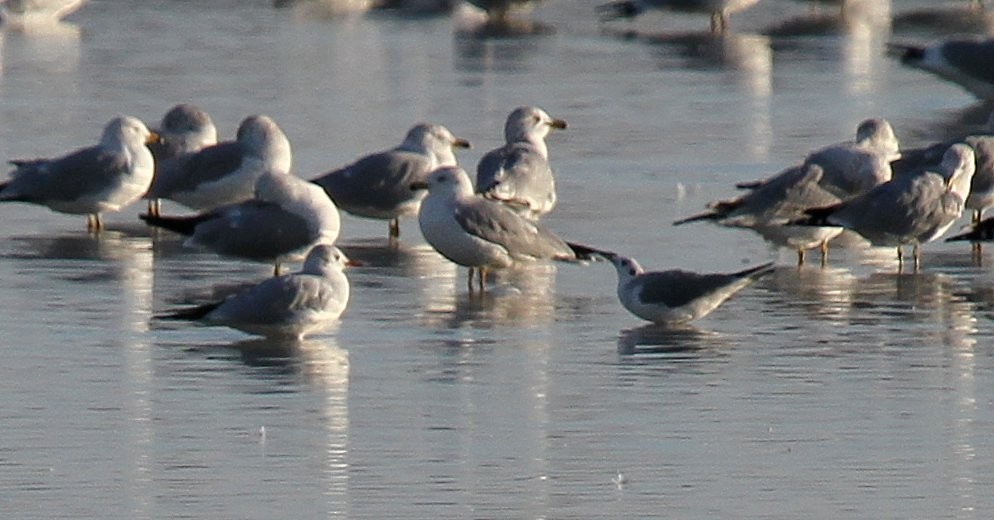 Black-headed Gull - ML135059201