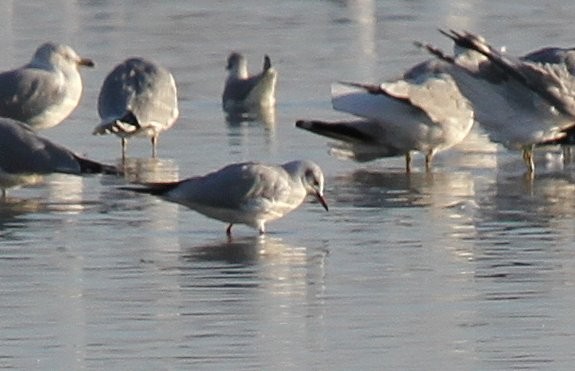 Black-headed Gull - ML135059211