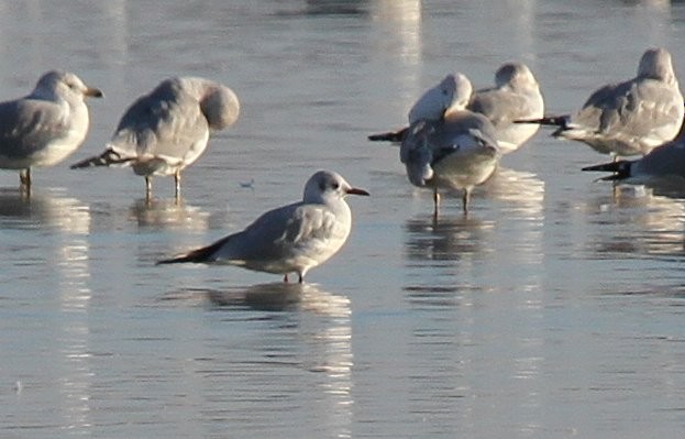 Black-headed Gull - ML135059221