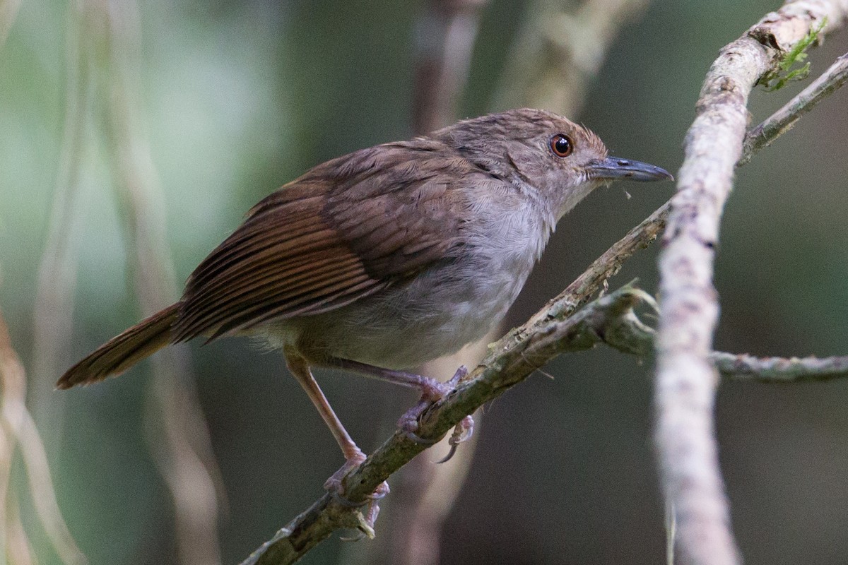 Sulawesi Babbler - ML135059351