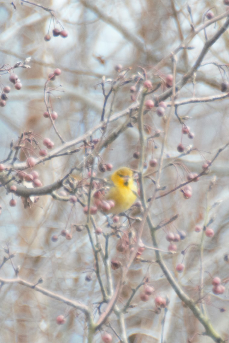 Bullock's Oriole - ML135060051