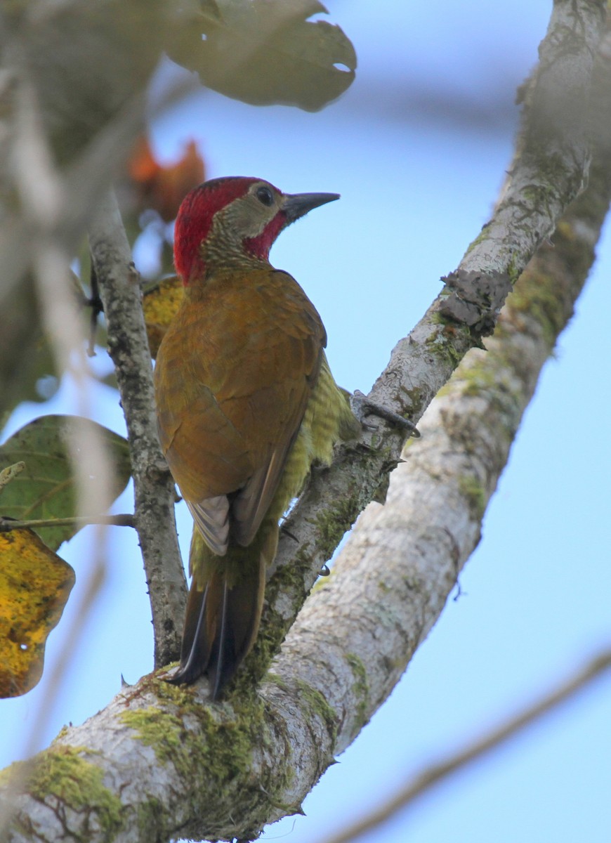 Golden-olive Woodpecker - ML135060561