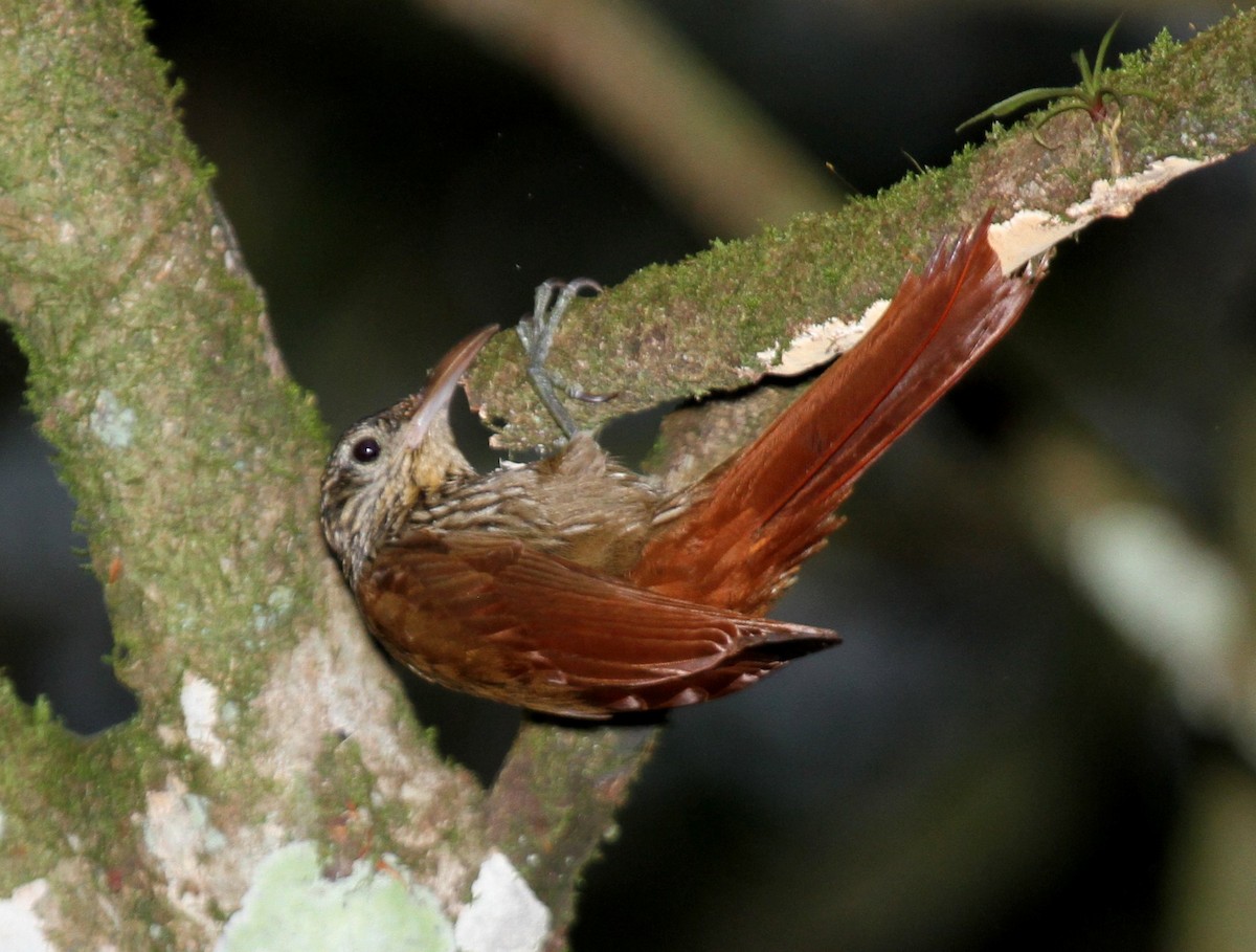 Streak-headed Woodcreeper - Matthew Grube