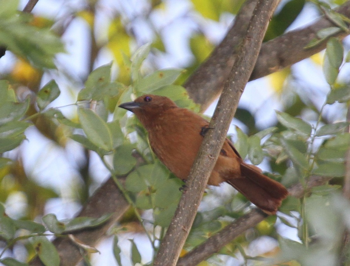 White-lined Tanager - ML135060751