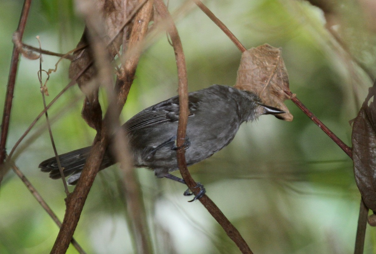 Dusky Antbird - ML135061121