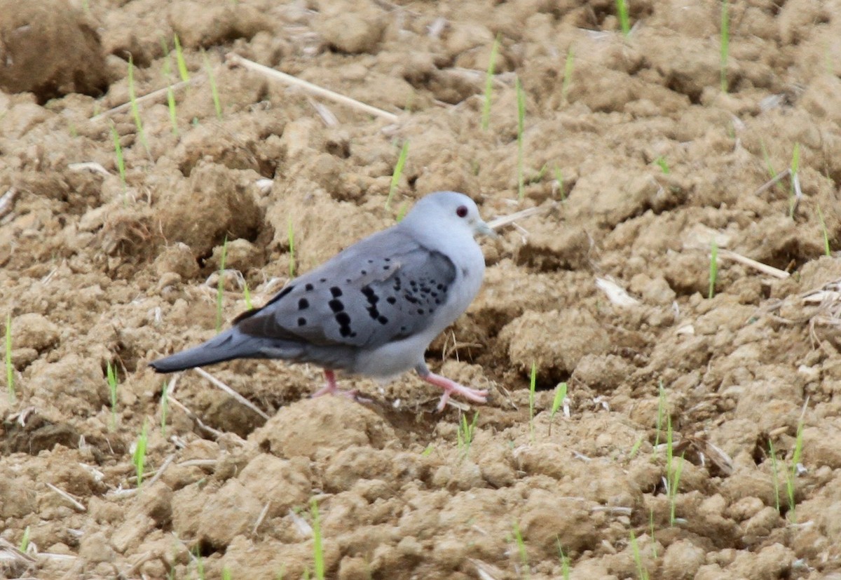 Blue Ground Dove - ML135061281