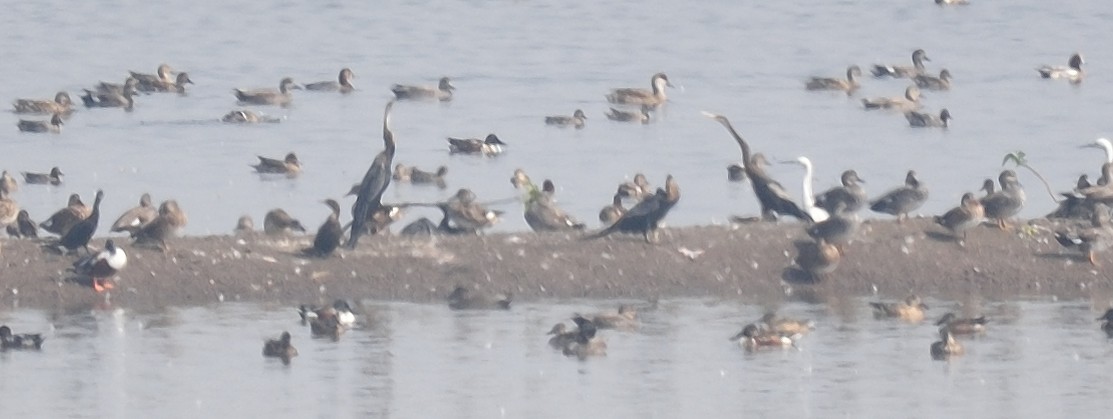 Oriental Darter - ML135061391