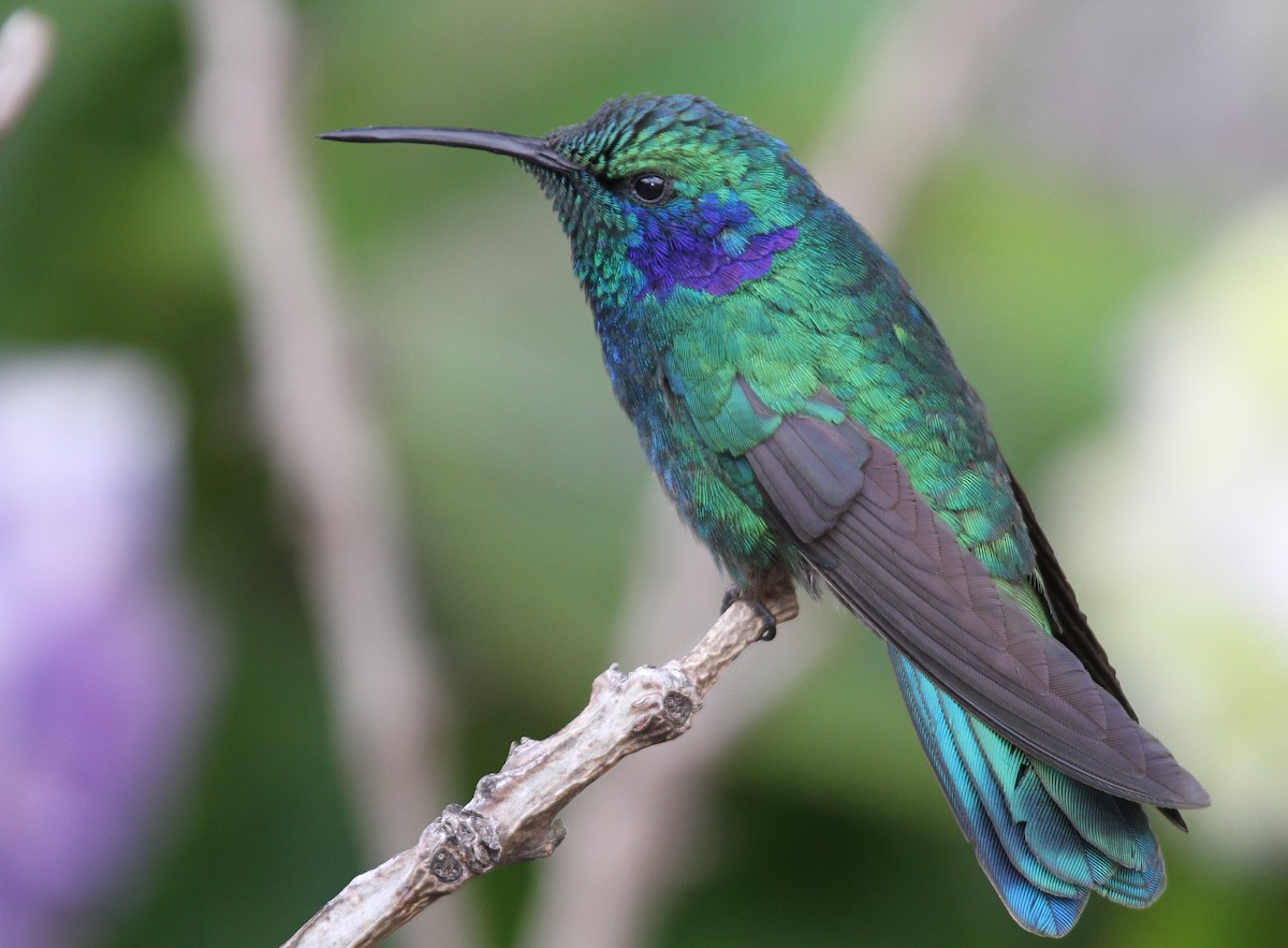 kolibřík modrouchý - ML135061421