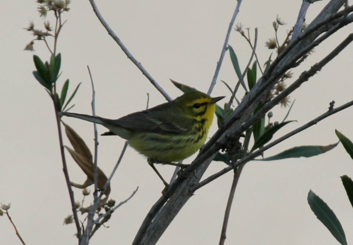 Prairie Warbler - Matthew Grube