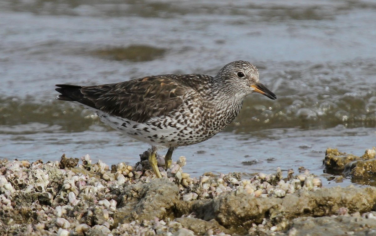 Surfbird - ML135061871