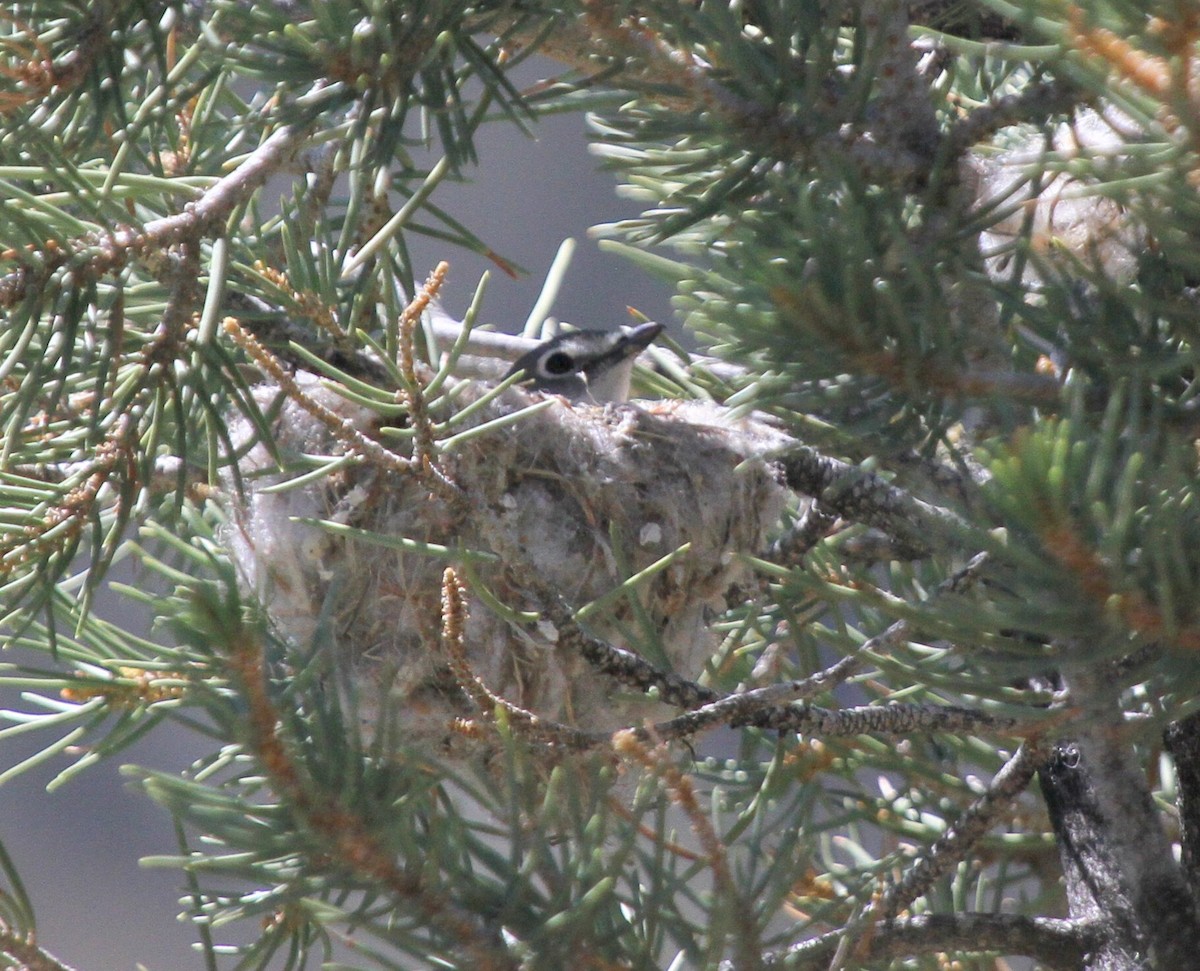 Plumbeous Vireo - ML135062211