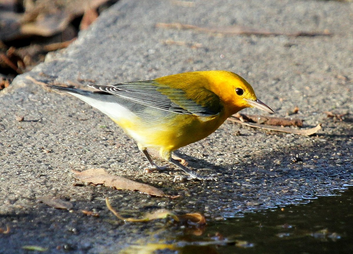 Prothonotary Warbler - ML135063801