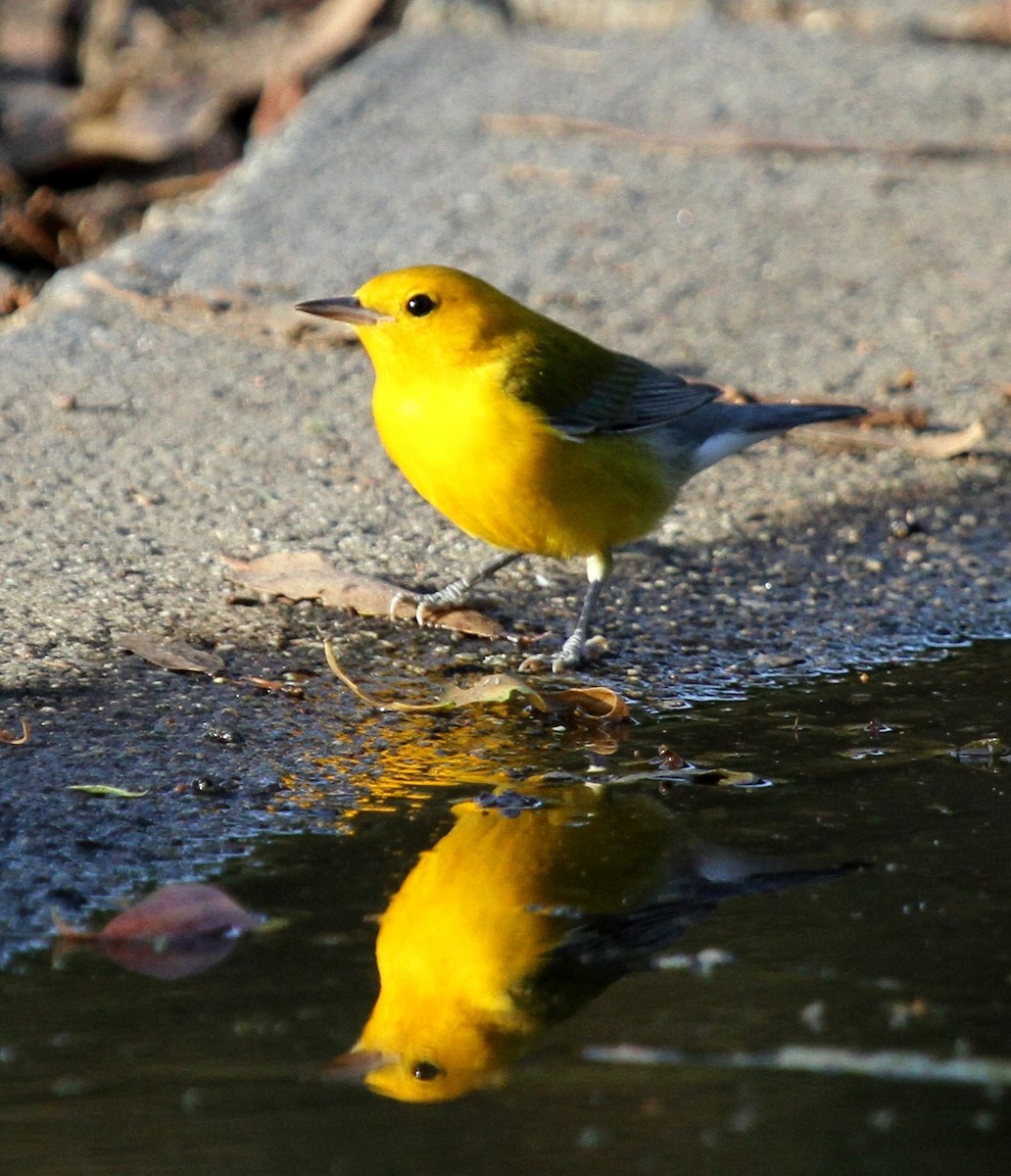 Prothonotary Warbler - ML135063811