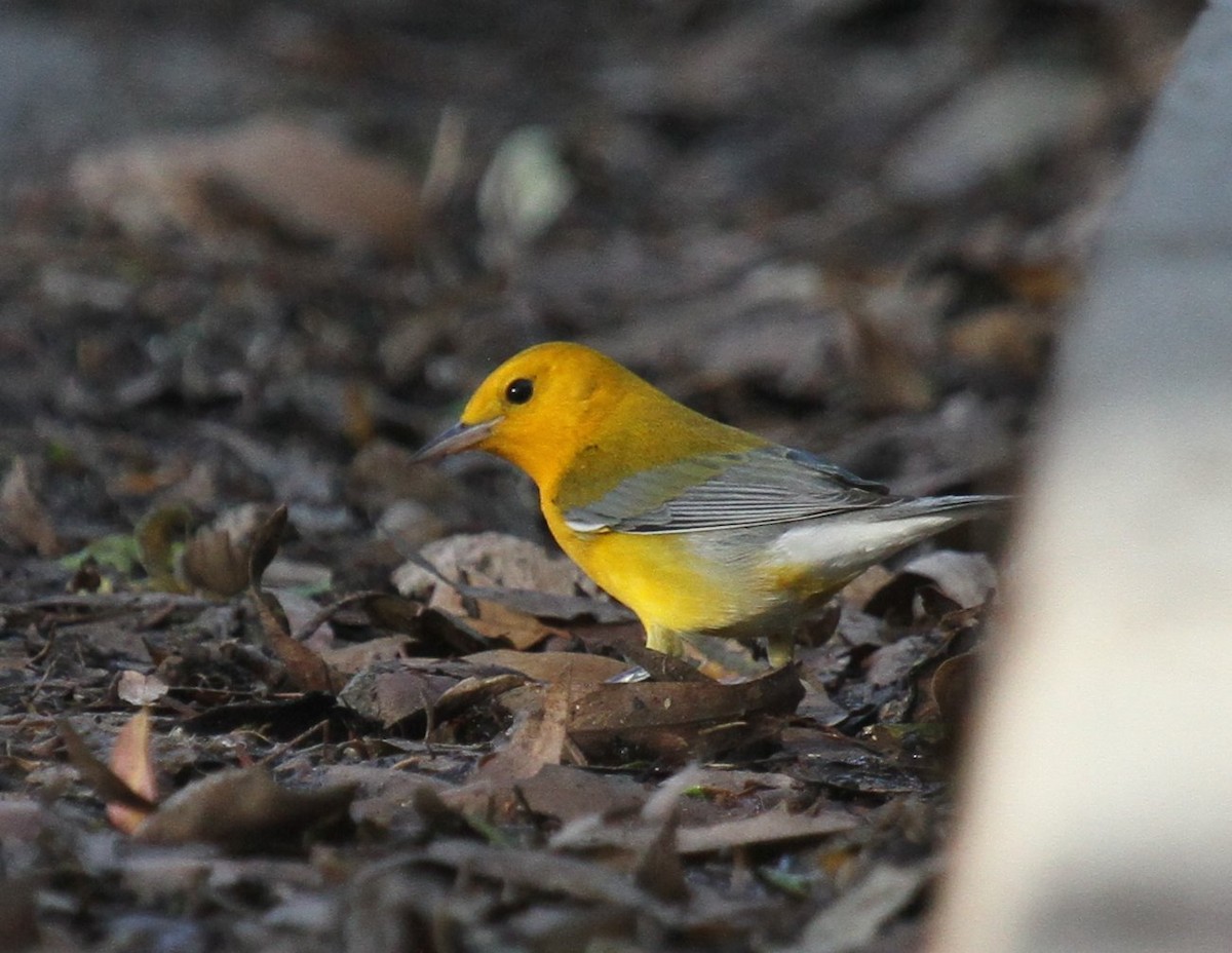 Prothonotary Warbler - ML135063821