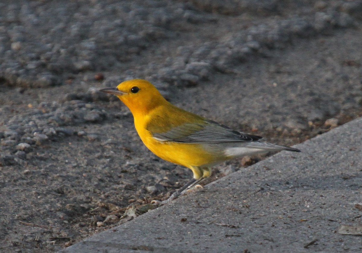 Prothonotary Warbler - ML135063831