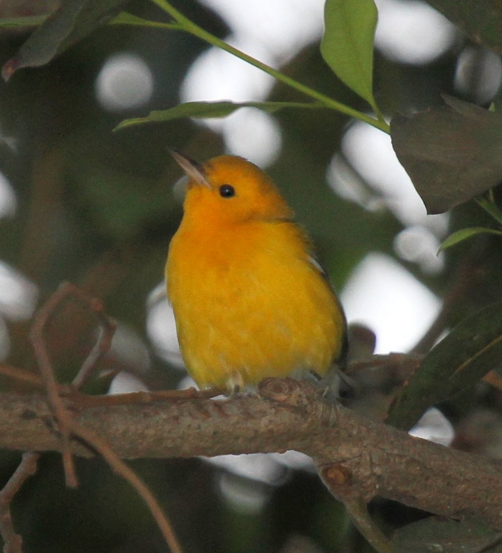 Prothonotary Warbler - ML135063881