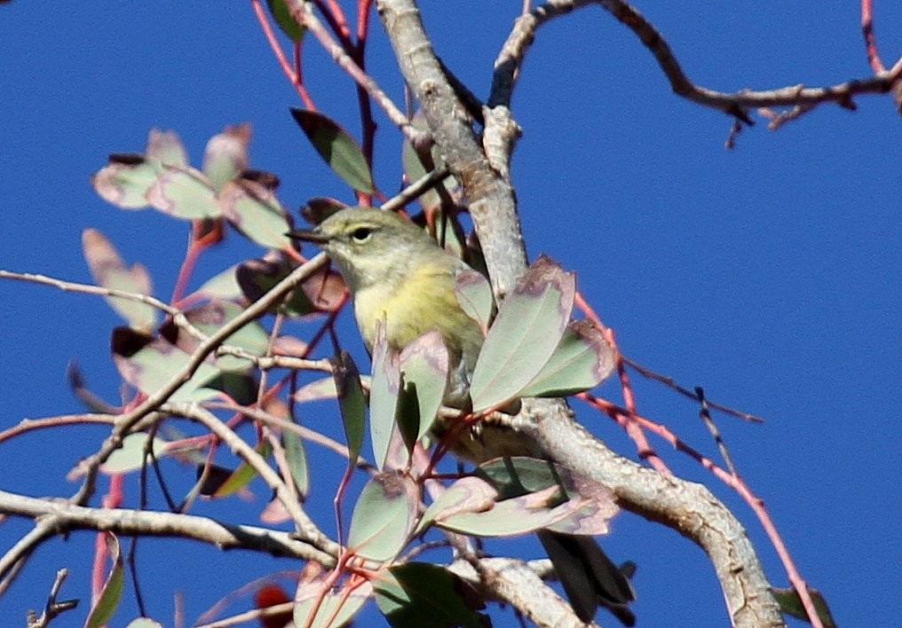 Pine Warbler - ML135063961