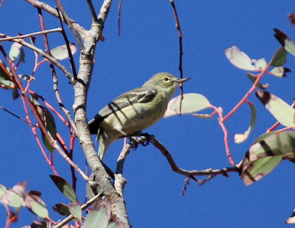 Pine Warbler - ML135063971