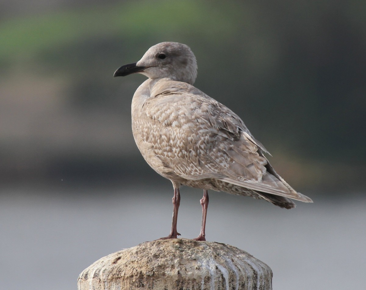 Glaucous-winged Gull - ML135064441