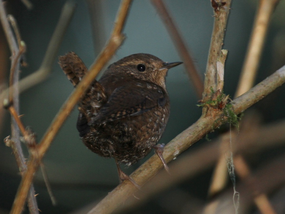 Pacific Wren - Matthew Grube