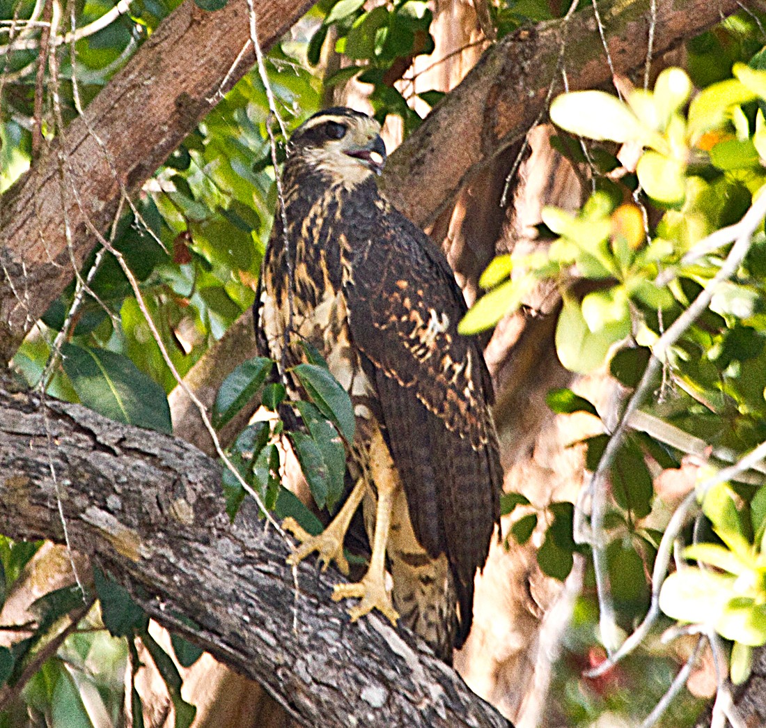 Great Black Hawk - ML135065041